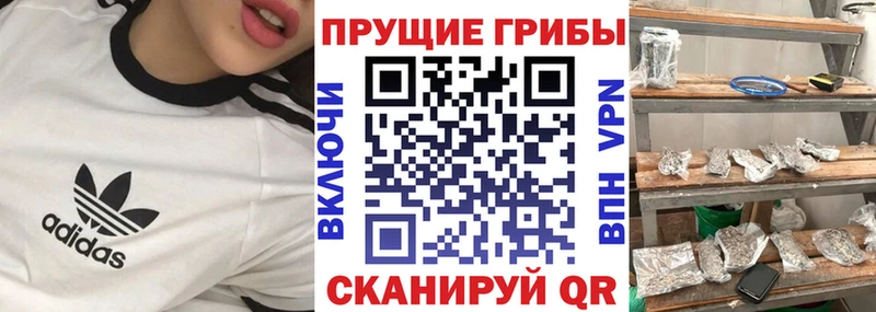Купить где  Боровичи  Псилоцибиновые грибы GOLDEN TEACHER 